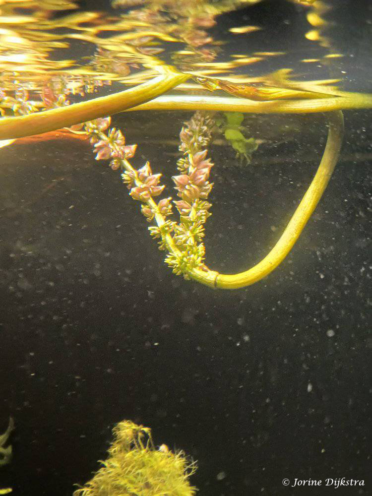 Aponogeton madagascariensis - Madagascar Lace plant - Flower spike with seeds underwater in the aquarium.