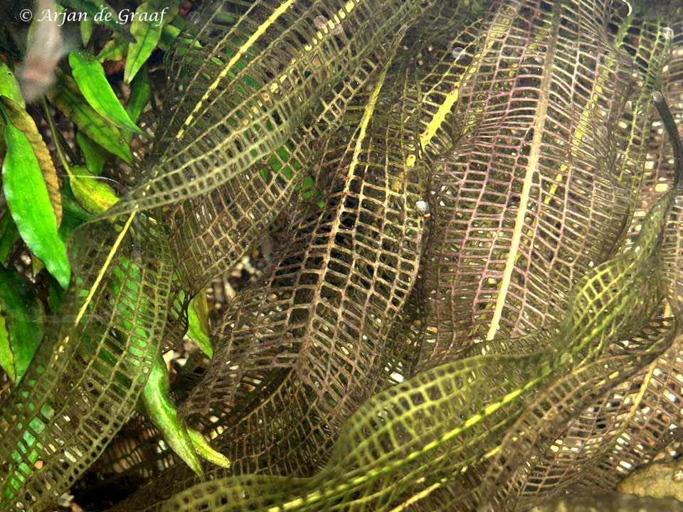 Aponogeton madagascariensis - Madagascar Lace Plant leaf