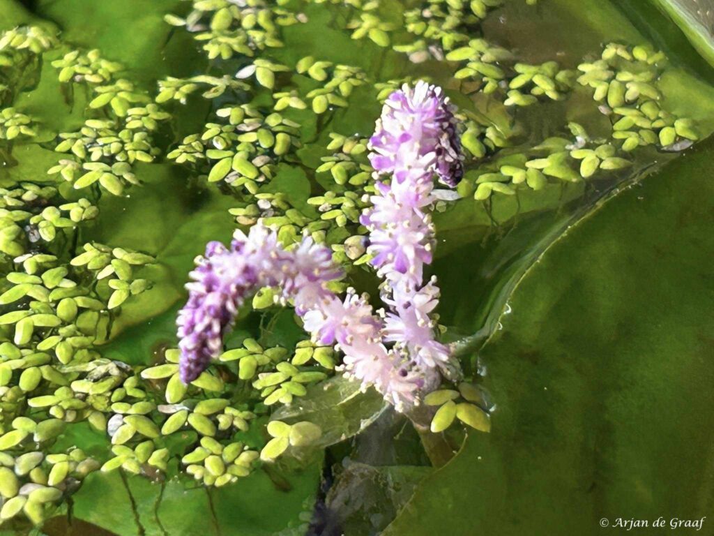 Aponogeton madagascariensis - Mesh plant - Flower above the water