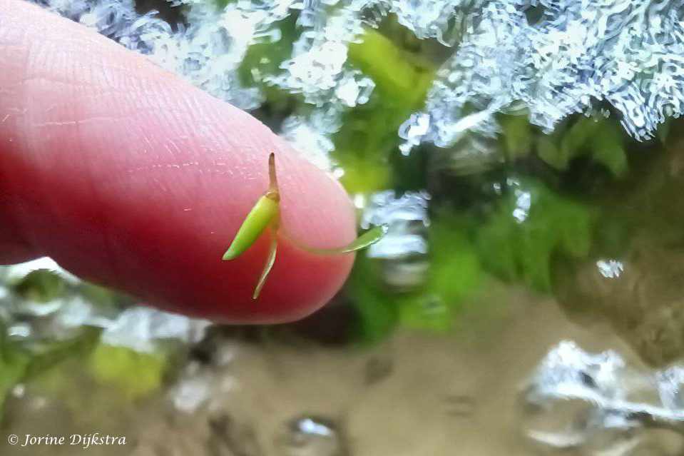 Aponogeton madagascariensis - Madagascar Lace Plant - Seed