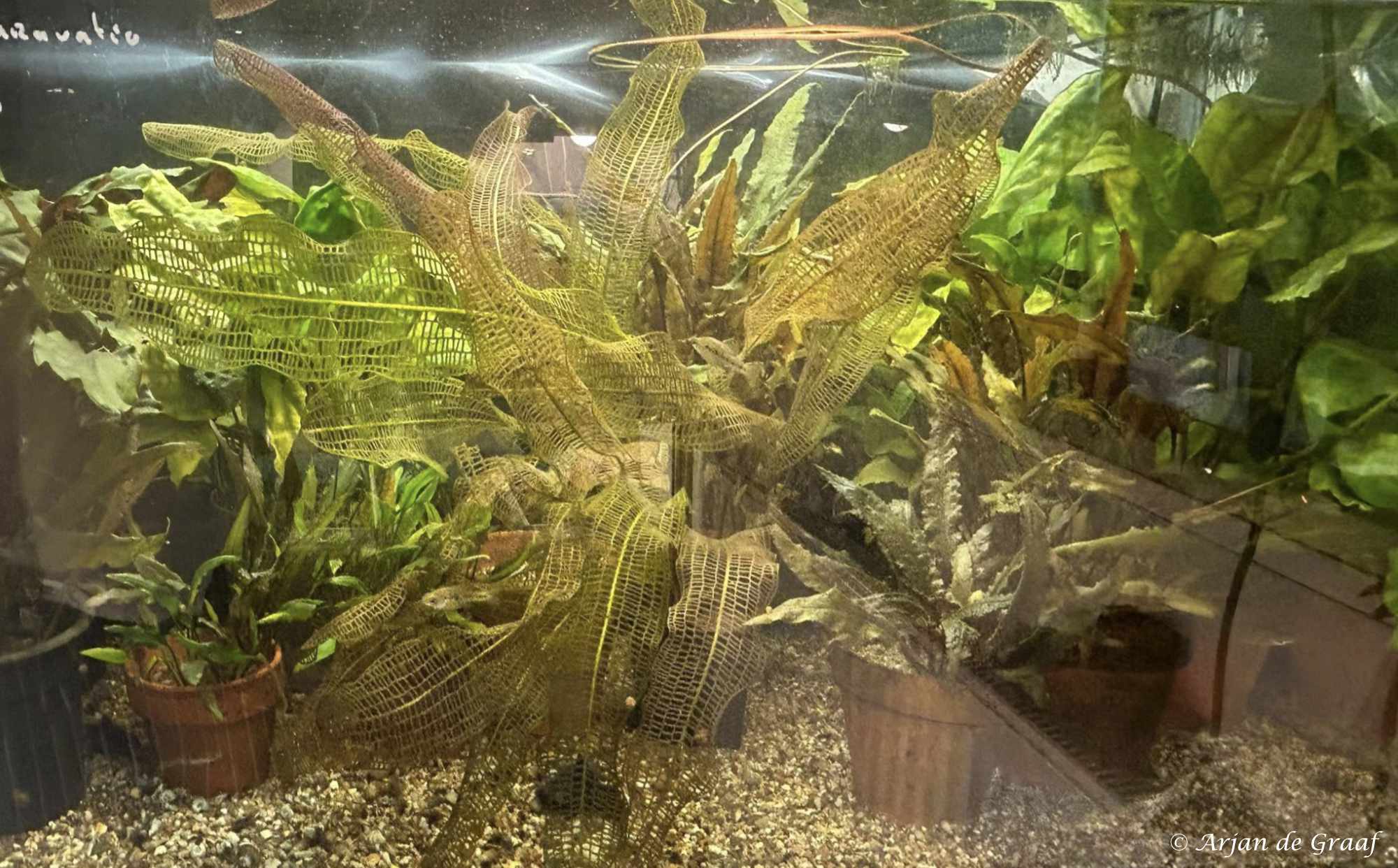 Aponogeton madagascariensis - Madagascar Lace Plant in an aquarium