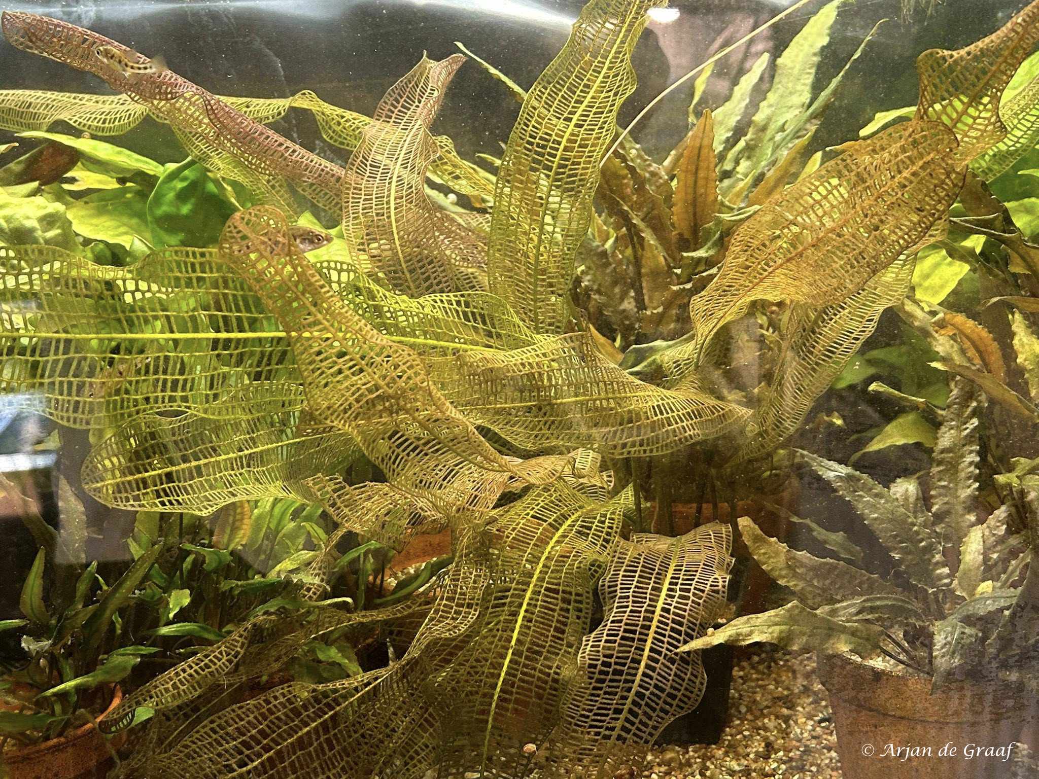 Aponogeton madagascariensis - Madagascar Lace Plant in an aquarium
