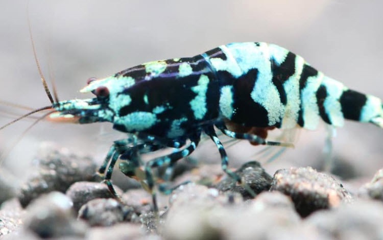 Caridina cantonensis Purple Tiger Shrimp in an aquarium