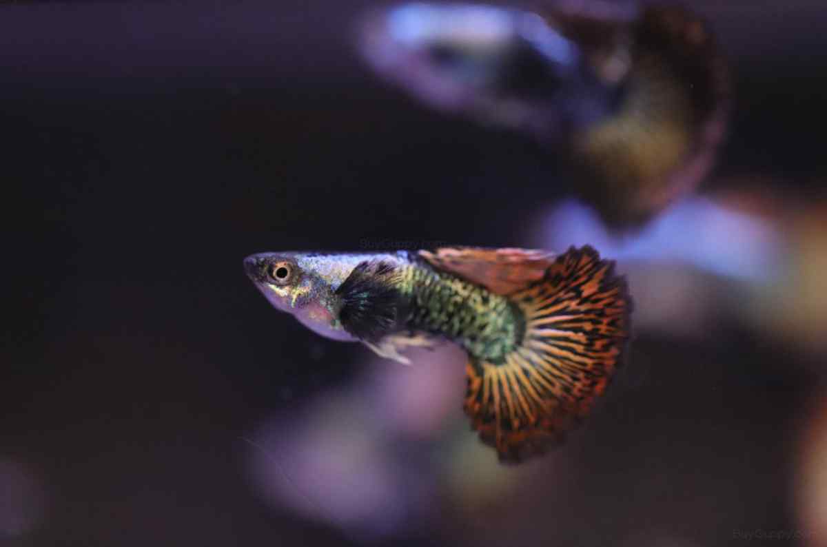 Guppies come in may colors