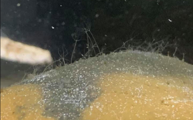 Hydra in the Aquarium