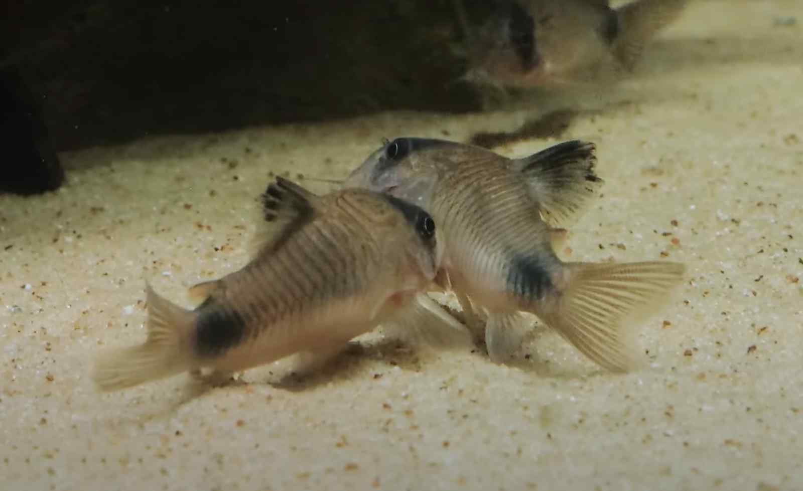 De T-positie bij Corydoras: een unieke voortplantingsstrategie