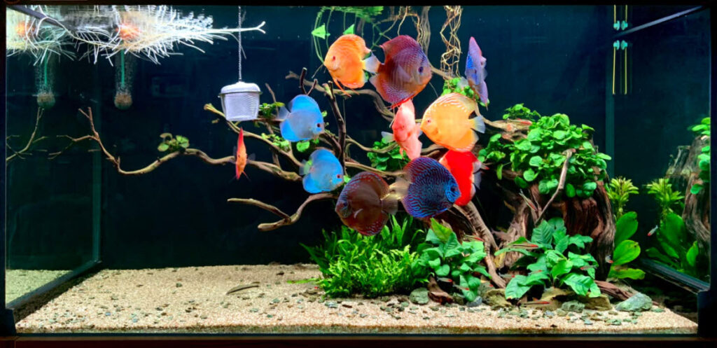 Discus Aquarium