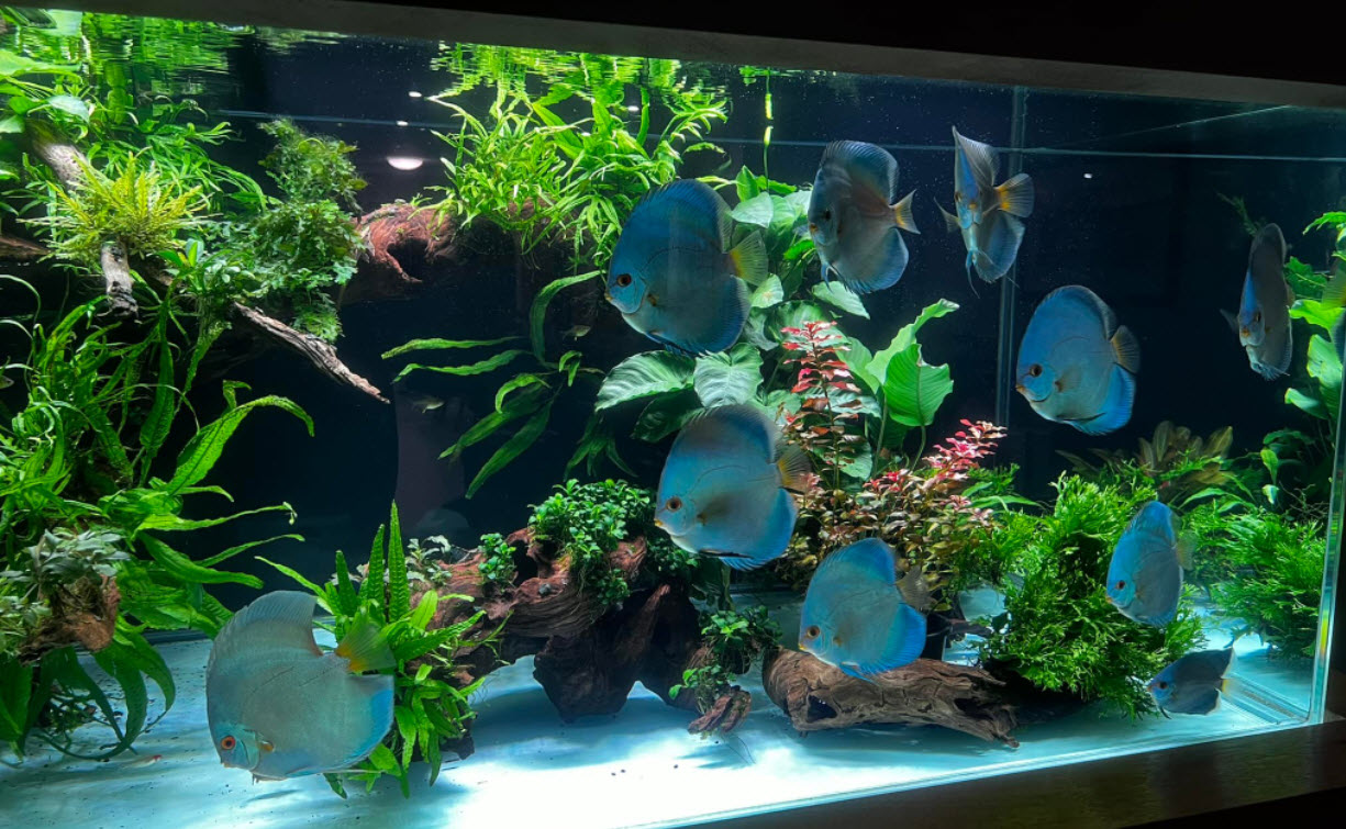 Discus Husbandry