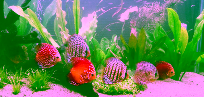 17.11.2. Filtration for Discus 2 Discus in Less than Optimum Water