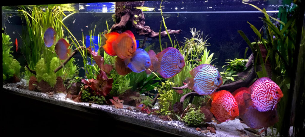 Creating a Species-Specific Tank for Discus Fish: Ultimate Guide
