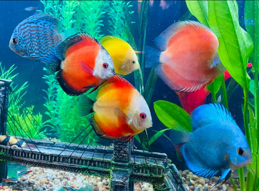 17.11.2. Filtration for Discus 4 Symphysodon aequifasciatus discus