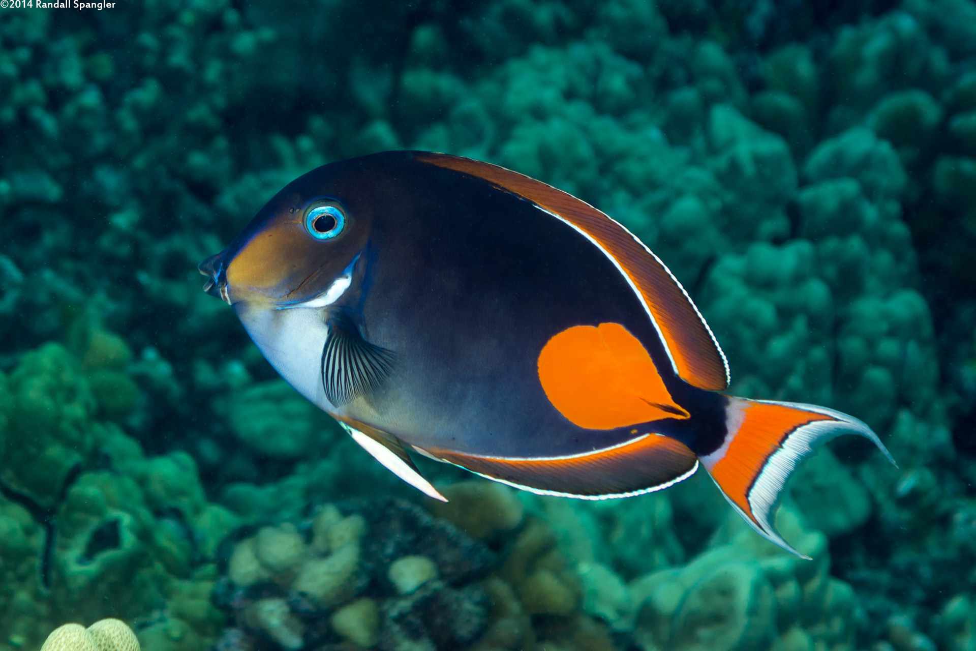 Acanthurus