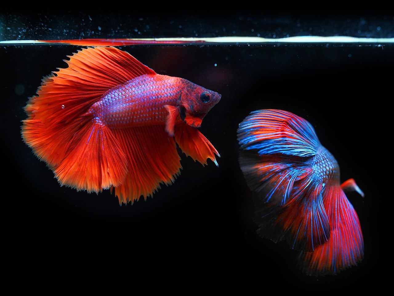 Wat te doen als je grote aquarium breekt of lek gaat