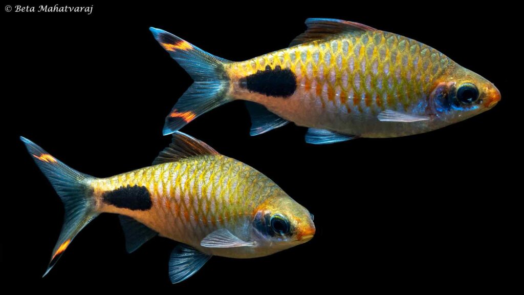 Dawkinsia apsara - Apsara Barb