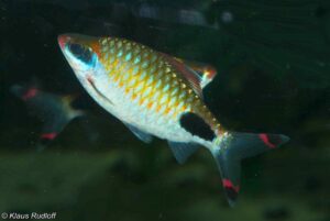 Dawkinsia apsara Bolton, University Aquarium
