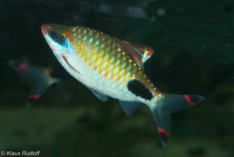 Dawkinsia apsara Bolton, University Aquarium