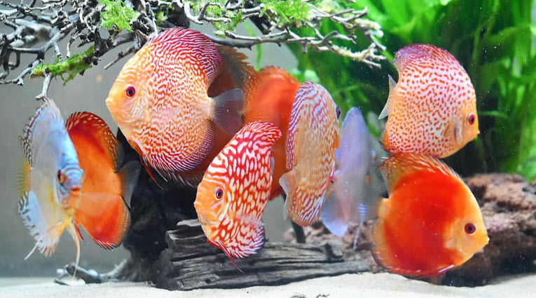 Food for Discus