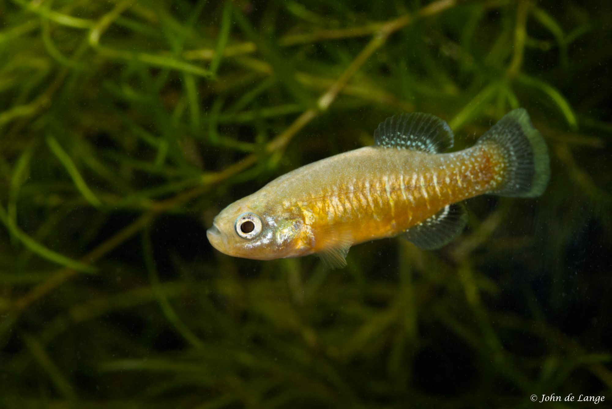 Tellia apoda – Voetloze Killivis