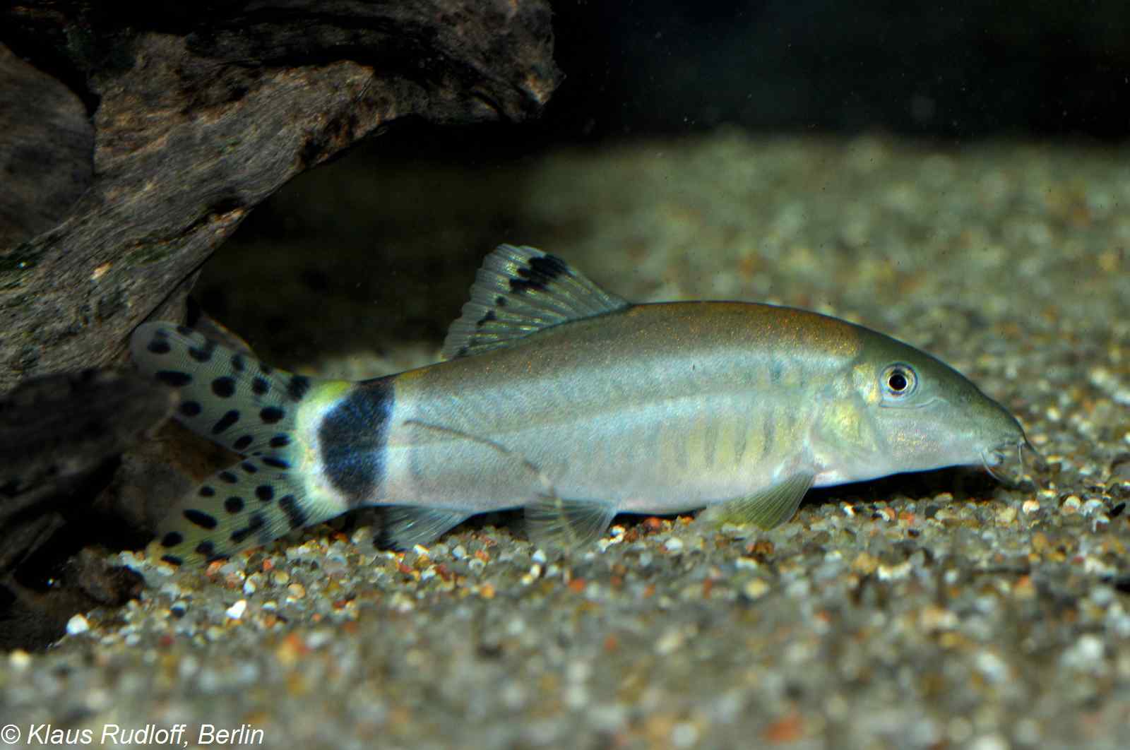 Yasuhikotakia splendida – Jaguar Modderkruiper