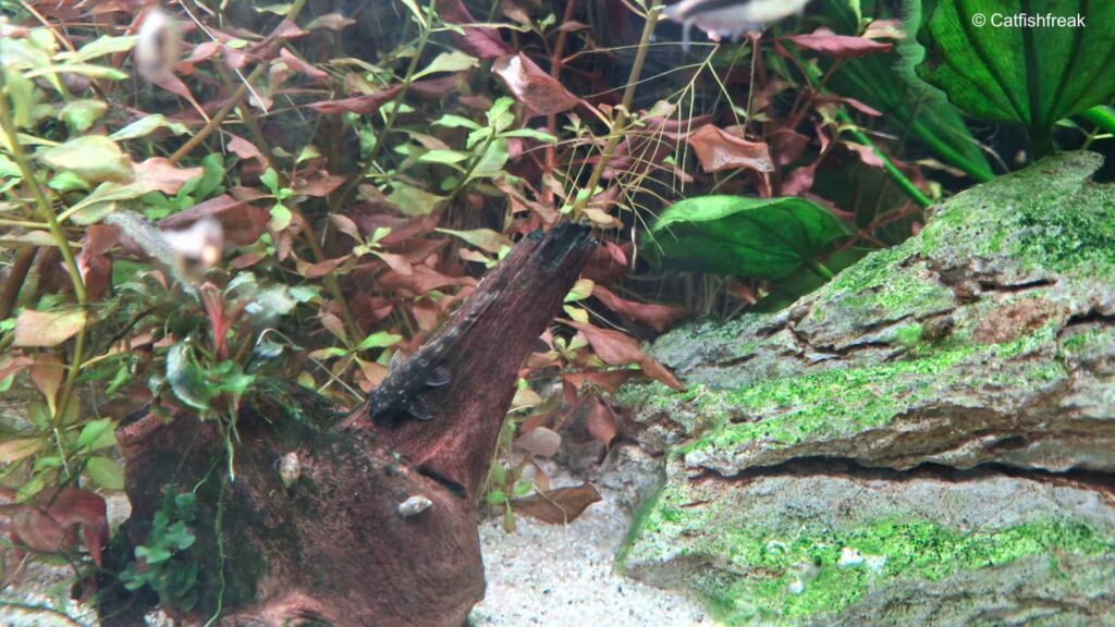 Parotocinclus cearensis grazing on algae on driftwood