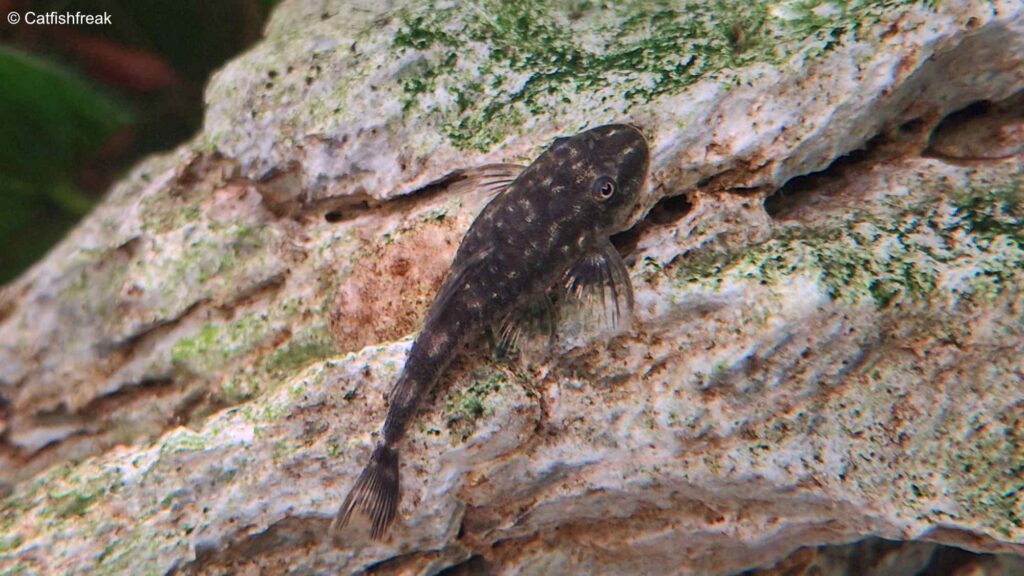 Parotocinclus cearensis grazing on algae on a rock.