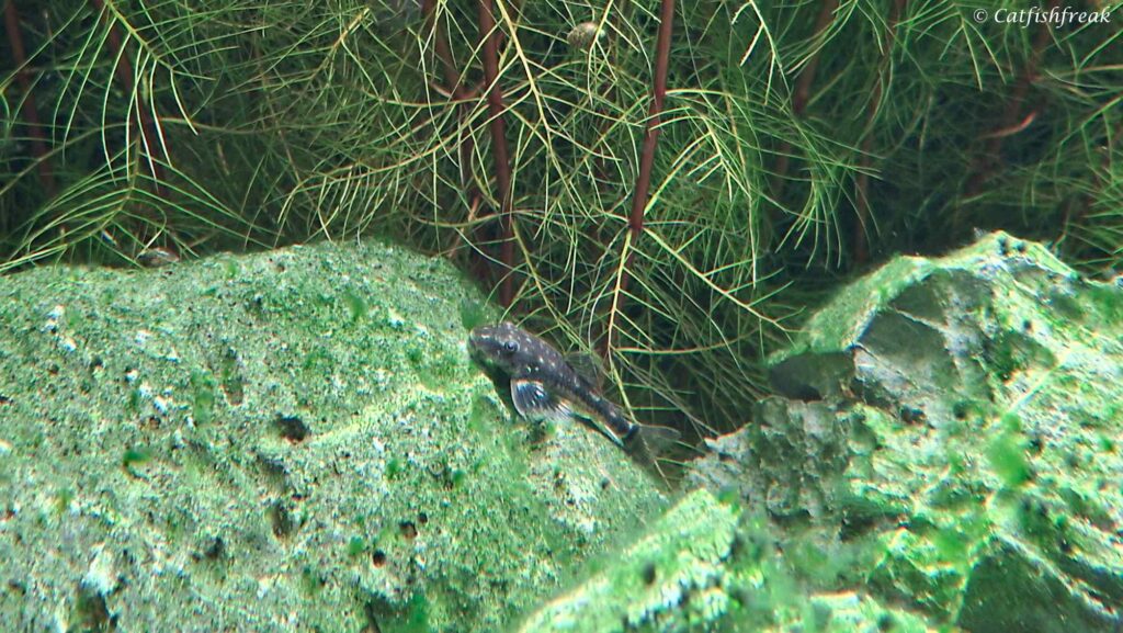 Parotocinclus cearensis