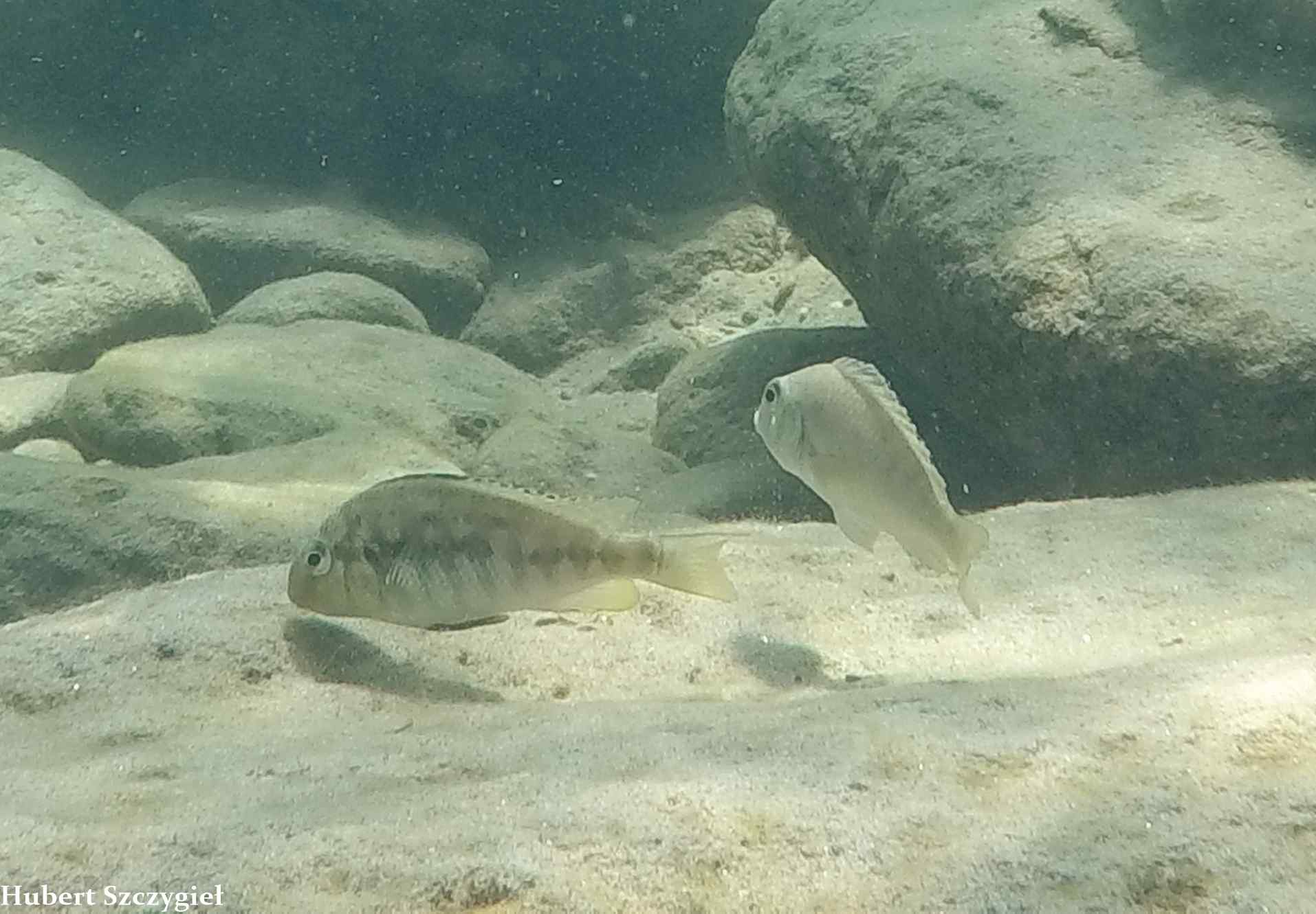 Pseudosimochromis babaulti - Imagem 2