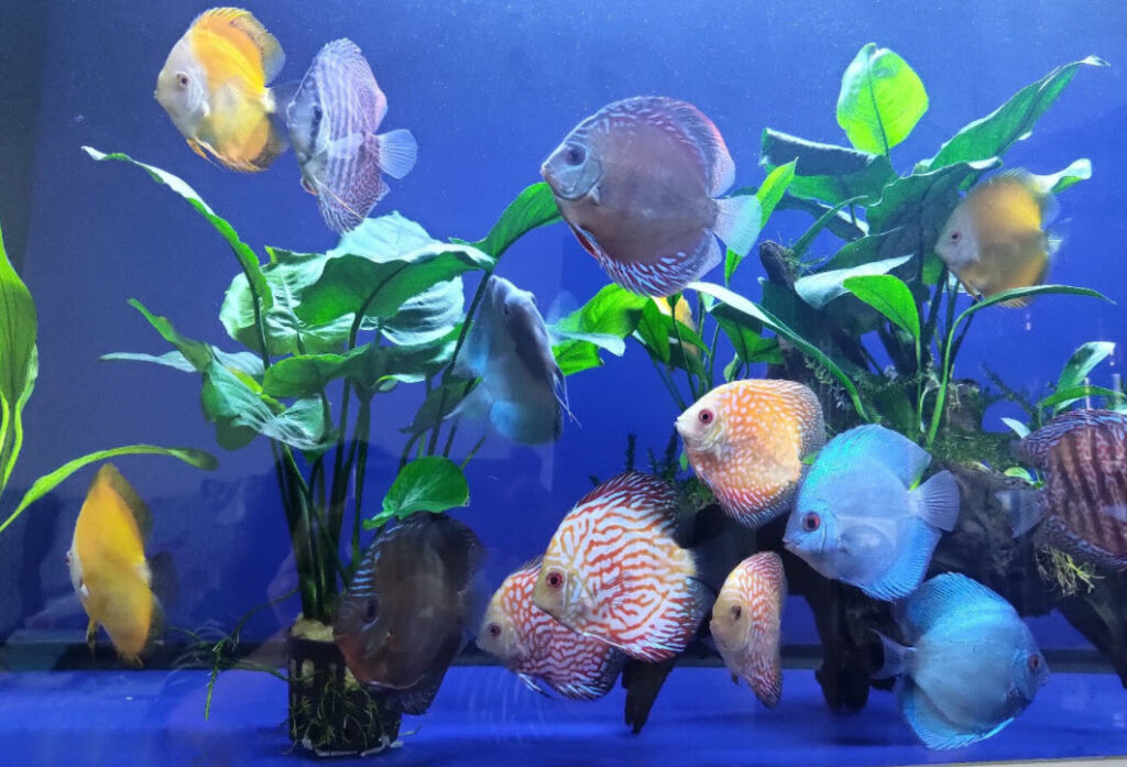 Symphysodon aequifasciatus Discus