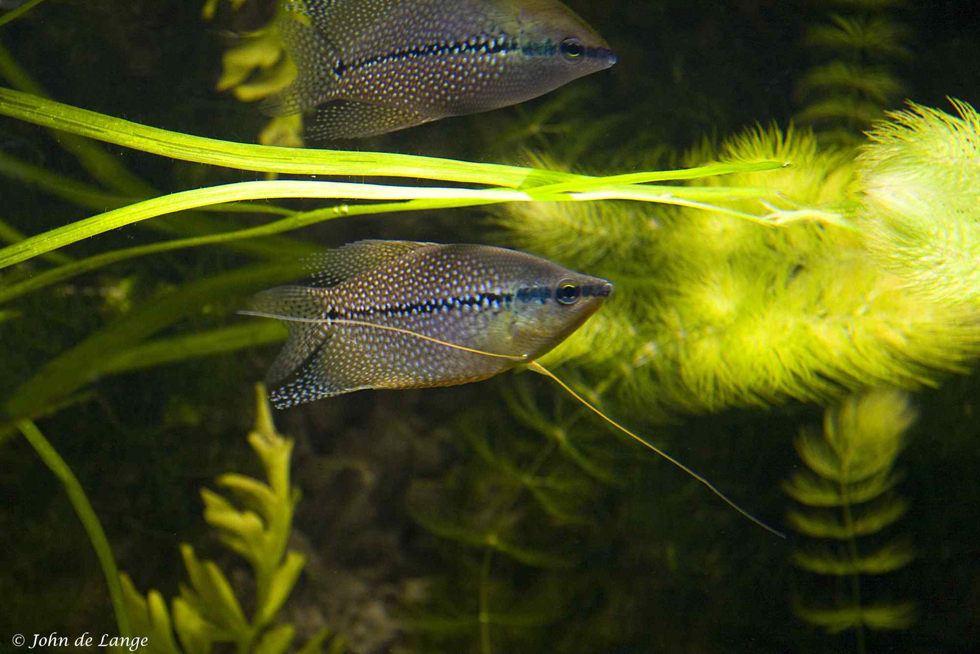 Trichopodus leerii - Diamant Goerami
