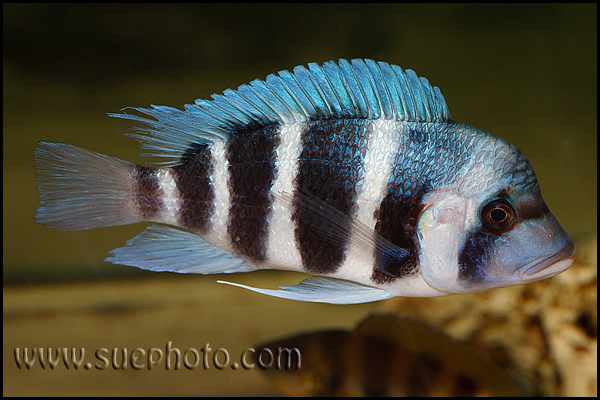Cyphotilapia gibberosa - Cape Chaitika