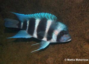 Cyphotilapia gibberosa - Lusekese