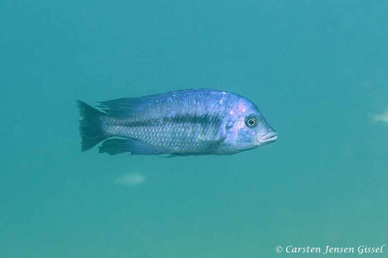 Protomelas annectens 3 Protomelas annectens - Malope