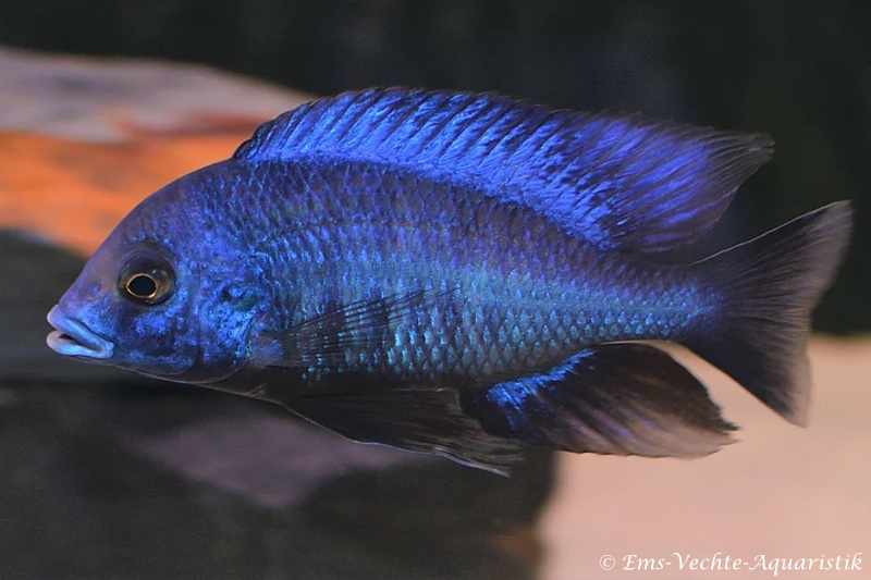 Protomelas annectens