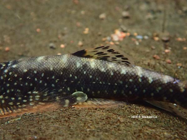 Gastromyzon farragus - Borneo Steenkruiper in Sarawak