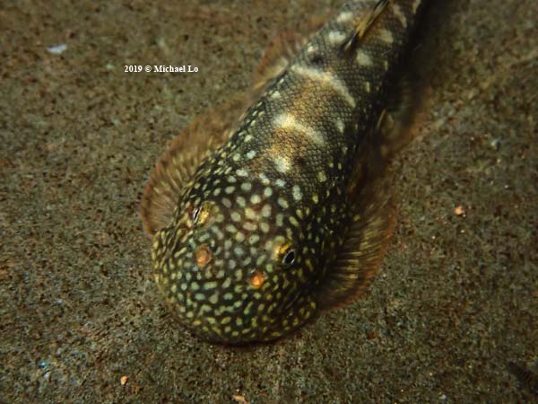 Gastromyzon farragus - Borneo Steenkruiper - Sarawak