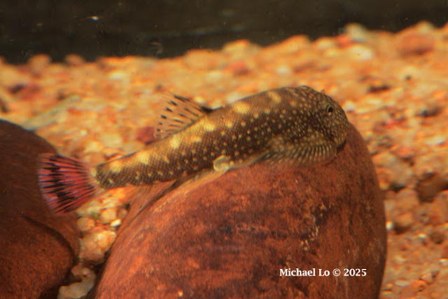 Gastromyzon farragus bij de grens van Sarawak -Kalimantan Barat