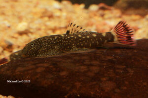 Gastromyzon farragus bij de grens van Sarawak - Kalimantan Barat
