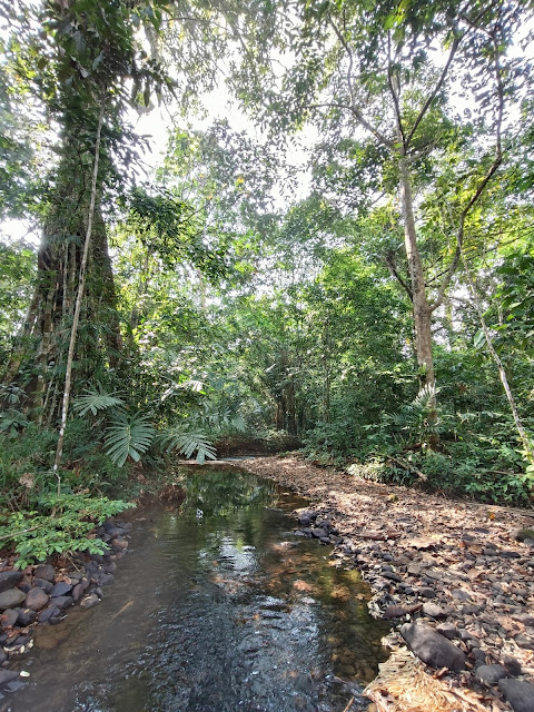 Gastromyzon farragus habitat