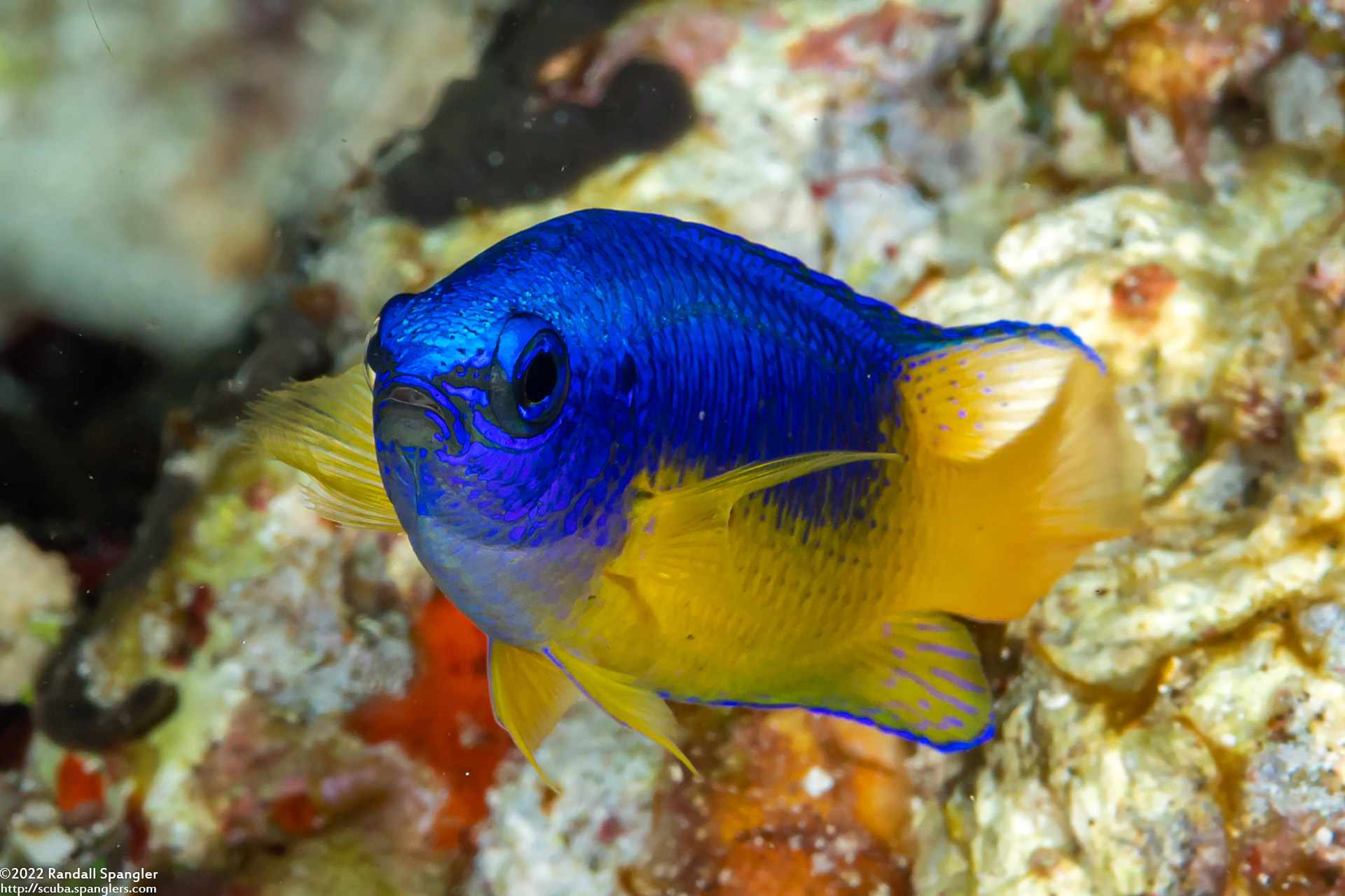 Pomacentrus auriventris - Geelbuik Juffer 6 Pomacentrus auriventris - Geelbuik Juffer - Afbeelding 6