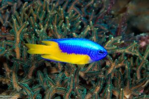 Pomacentrus auriventris Geelbuik Juffer Clown Valley Alor Indonesie