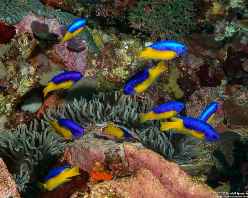 Pomacentrus auriventris - Geelbuik Juffer 11 Pomacentrus auriventris - Geelbuik Juffer - Clown Valley - Alor - Indonesie
