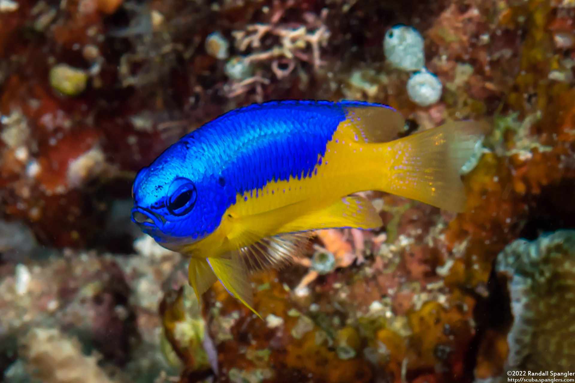 Pomacentrus auriventris - Geelbuik Juffer 2 Pomacentrus auriventris - Geelbuik Juffer - Afbeelding 2