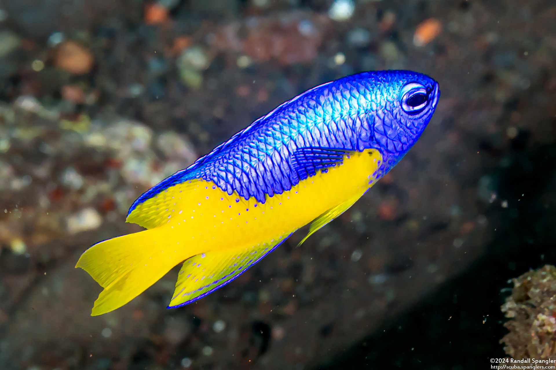 Pomacentrus auriventris - Geelbuik Juffer 7 Pomacentrus auriventris - Geelbuik Juffer - Afbeelding 7