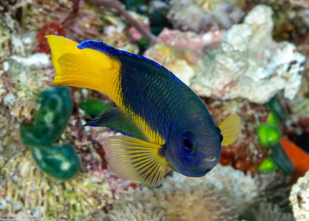 Pomacentrus auriventris - Geelbuik Juffer 9 Pomacentrus auriventris - Geelbuik Juffer - Yan Village - Alor - Indonesie