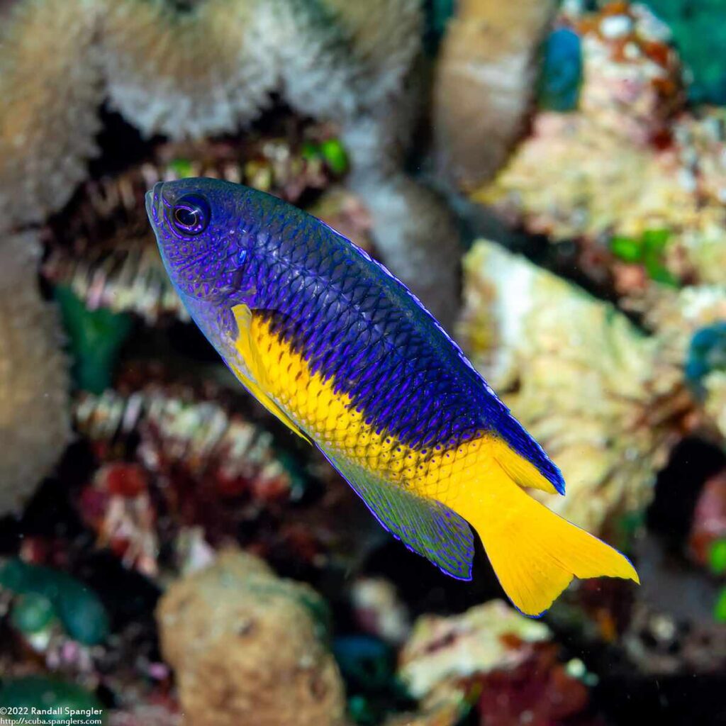 Pomacentrus auriventris - Geelbuik Juffer 10 Pomacentrus auriventris - Geelbuik Juffer - Yan Village - Alor - Indonesie