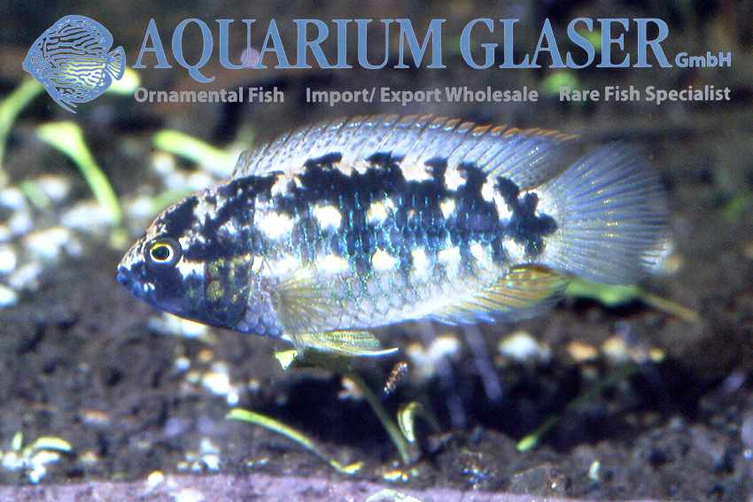 Nannacara aureocephalus - Goudkop Dwergcichlide 8 Nannacara aureocephalus vrouw met broedzorg