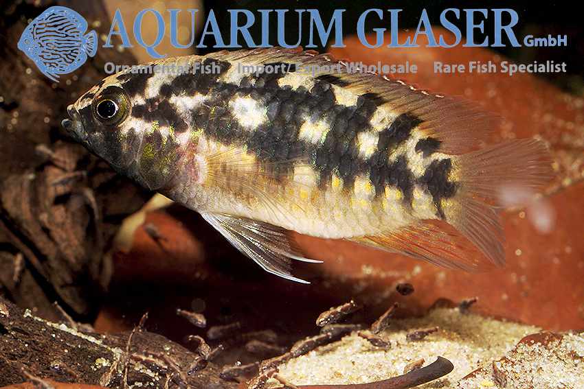 Nannacara aureocephalus - Goudkop Dwergcichlide 7 Nannacara aureocephalus