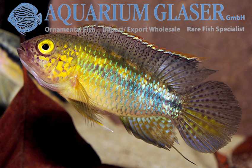 Nannacara aureocephalus - Goudkop Dwergcichlide 5 Nannacara aureocephalus - Goudkop Dwergcichlide - Afbeelding 5