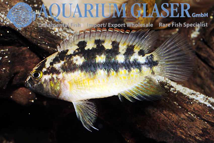 Nannacara aureocephalus - Goudkop Dwergcichlide 4 Nannacara aureocephalus - Goudkop Dwergcichlide - Afbeelding 4