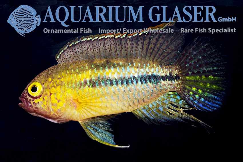 Nannacara aureocephalus - Goudkop Dwergcichlide 1 Nannacara aureocephalus - Goudkop Dwergcichlide